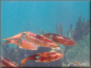 Caribbean reef squid