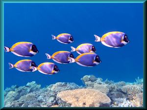 Powderblue surgeonfish