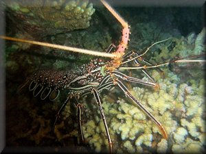 Lobster photographed on night snorkel