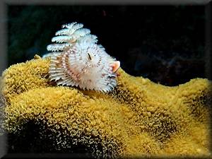 Pink coral in Grand Cayman