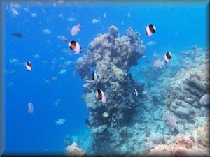 Filitheyo_outcrop which attracts numerous fish