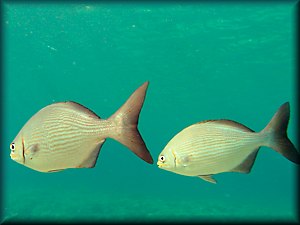 Grand Cayman - Fish