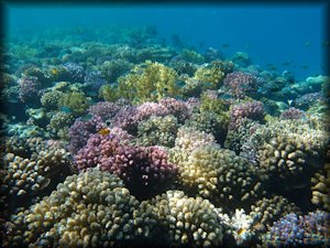 coral garden in Lahami Bay