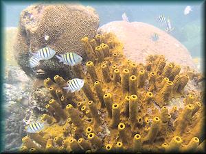 St Lucia - Sergent Majors and Yellow Barrel coral