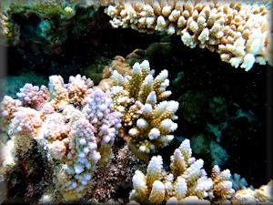 various corals