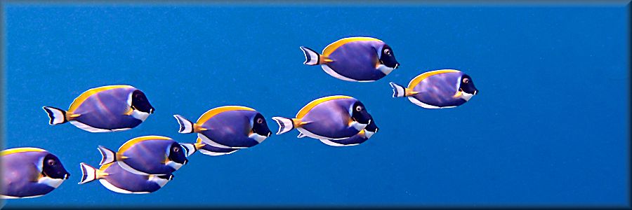 banner showing school of surgeonfish