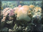 Brain coral in centre of a wide variety of corals