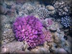Finger coral - Cauliflower coral - Pocillopora verrucosa