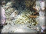 Finger coral - Bird's nest coral - Seriatopora hystrix