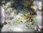 Finger coral - Bird's nest coral - Seriatopora hystrix