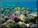 top of a shallow reef covered in corals to make garden-like seascape
