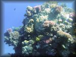 Corals - various on outcrop of Small pinnacle