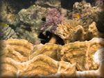 Plate fire coral ([Millepora platyphylla) in the foreground - a stinging coral