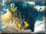 Red Sea anenomefish - Amphiprion bicinctus