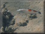 juvenile Clown coris wrasse (Coris aygula) in very shallow water south of Big reef