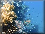 Mixed Damselfish- a lot of Blue-green chromis (Chromis viridis) at outer, northern edge of Banana reef