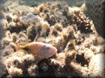 Freckled hawkfish