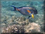 Sohal surgeonfish