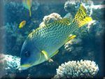 Blackspotted sweetlips (Plectorhinchus gaterinus) at Small pinnacl