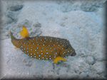 Yellow boxfish