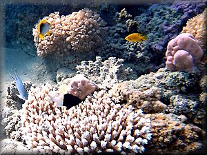 various fish and corals