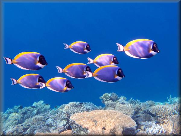 powderblue surgeonfish