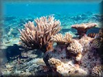 variety of corals