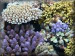 various corals