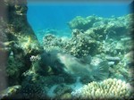 picture of a starry pufferfish (Arothron stellatus) - 1.2M - one of the world's largest pufferfish