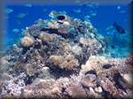 submerged pinnacle covered with corals