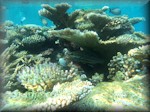 picture of white lined grouper (Anyperodon leucogrammicus) - under a beautiful coral outcrop