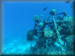 corals and roundface batfish (Platax teira) - calling an old wreck 'home'