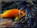 Black foot anemonefish (Amphiprion nigripes) amongst its only coral - Heteractis magnifical