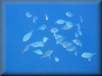 blue-green chromis (Chromis viridis), unusually not near coral