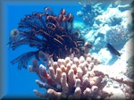 Bennett's feather star