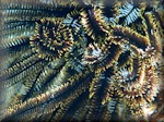close up for Bennett's feather star