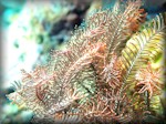 close up of a Variable bushy feather star