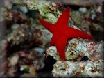 the stunning Thousand pores sea star - Fromia milleporella