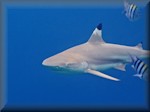 Blacktip reef shark (Carcharhinus melanopterus),showing some attitude