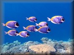 Powderblue surgeonfish (Acanthurus leucosternon) - in a school