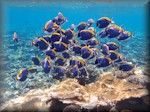 powderblue surgeonfish (Acanthurus leucosternon) - up to 54cm - in a shoal about to feed