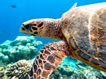 close-up of critically endangered Hawksbill turtle (Eretmochelys imbricata)