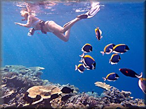 powder blue surgeonfish