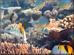 seascape - chromis and other fish