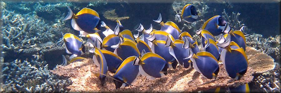 Powderblue surgeonfish feeding at Angsana