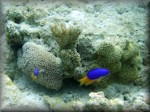 Blue-Yellow damsels in an interesting micro landscape of at least 3 corals