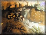 Juvenile sweetlips and the contrast with the adult's colour