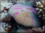 Scuted mushroom coral - Fungia scutaria - up to 17cm
