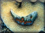 soft didemnums in centre of a brain coral