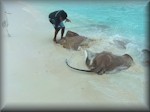 Whiptail stingrays (Himantura fai) - up to 2M - being fed by Moosa